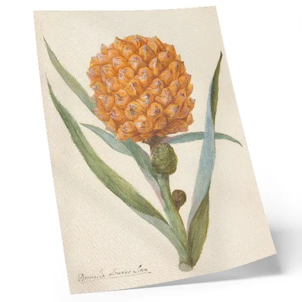 Décoration murale représentant une Bromélia ananas Linn par un artiste anonyme de la période 1700-1749