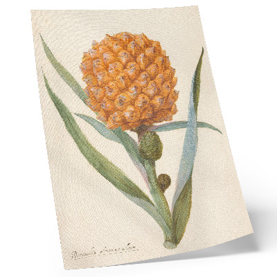 Décoration murale Bromélia ananas Linn (vers 1700 - vers 1749) par un artiste anonyme