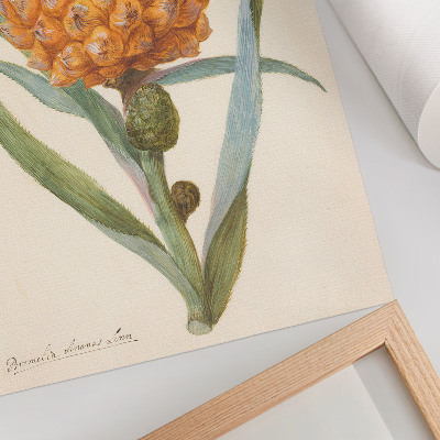 Décoration murale Bromélia ananas Linn (vers 1700 - vers 1749) par un artiste anonyme