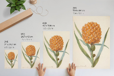 Décoration murale Bromélia ananas Linn (vers 1700 - vers 1749) par un artiste anonyme