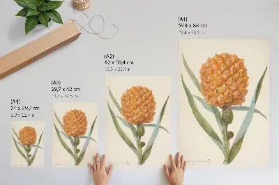 Décoration murale représentant une Bromélia ananas Linn par un artiste anonyme de la période 1700-1749