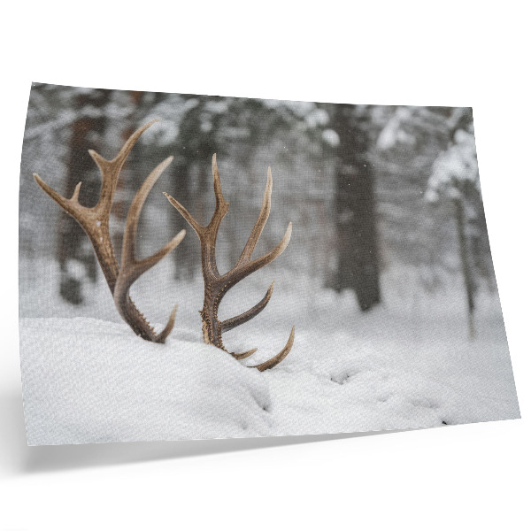 Affiche et poster Bois de cerf dans la neige, forêt d'hiver, paix naturelle