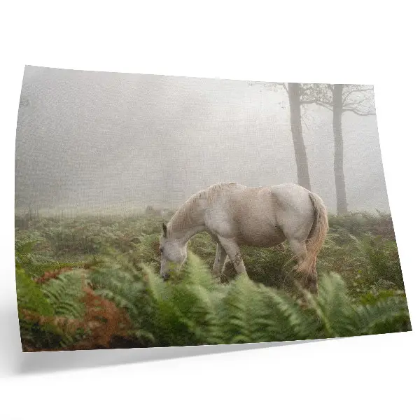 Affiche décorative cheval se détachant sur un fond de fougères dans une forêt brumeuse