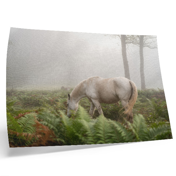 Affiche décorative Un cheval se détachant sur un fond de fougères dans une forêt brumeuse