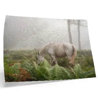 Affiche décorative cheval se détachant sur un fond de fougères dans une forêt brumeuse