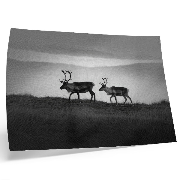 Affiche et poster Renne sur une colline composition minimaliste