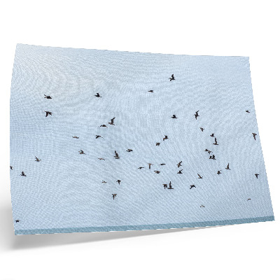 Affiche Un vol d'oiseaux au-dessus de la mer bleue