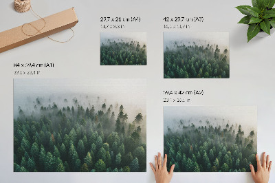 Affiche décorative Forêt verdoyante dans le brouillard, atmosphère mystérieuse