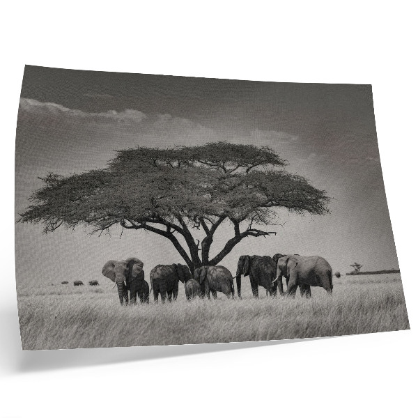 Affiche et poster Des éléphants sous un arbre dans la savane africaine