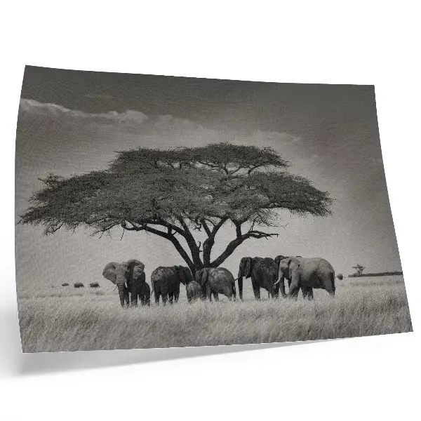 Affiche et poster représentant des éléphants sous un arbre dans la savane africaine
