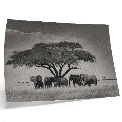 Affiche et poster Des éléphants sous un arbre dans la savane africaine
