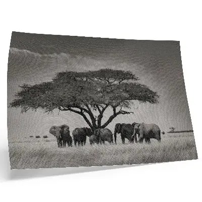 Affiche et poster représentant des éléphants sous un arbre dans la savane africaine