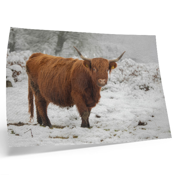 Affiche et poster Vache écossaise dans un paysage enneigé