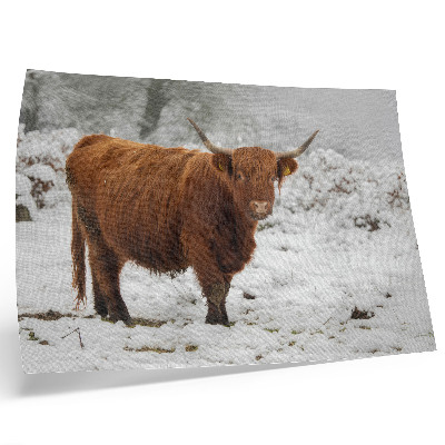 Affiche et poster Vache écossaise dans un paysage enneigé