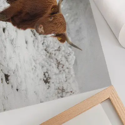 Affiche et poster représentant une vache écossaise dans un paysage enneigé