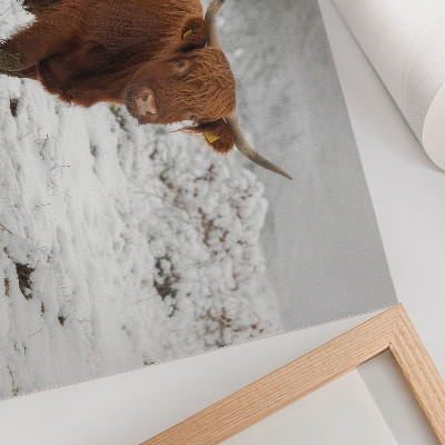 Affiche et poster Vache écossaise dans un paysage enneigé