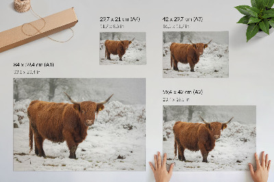 Affiche et poster Vache écossaise dans un paysage enneigé