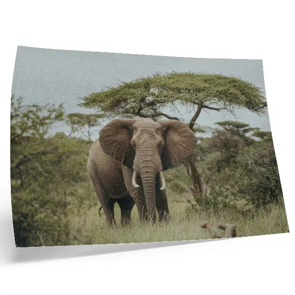 Affiche décorative éléphant sur fond de savane verdoyante