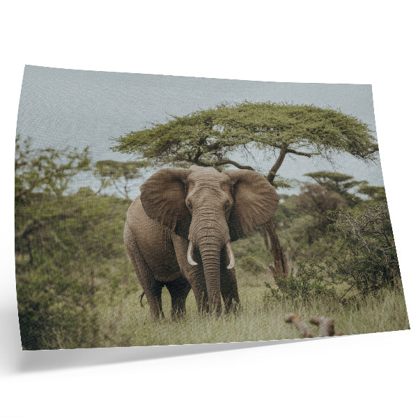 Affiche décorative Un éléphant sur fond de savane verdoyante