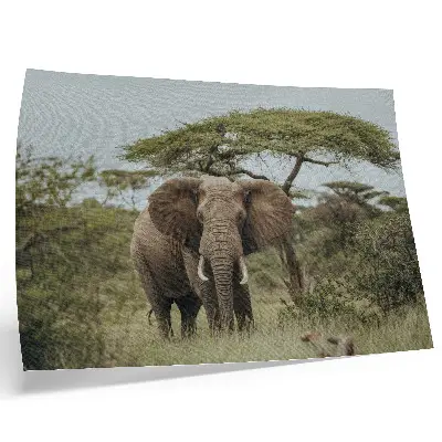 Affiche décorative éléphant sur fond de savane verdoyante