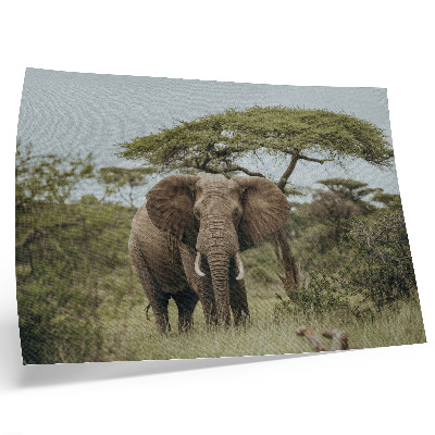 Affiche décorative Un éléphant sur fond de savane verdoyante