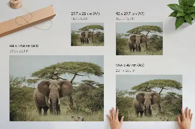Affiche décorative éléphant sur fond de savane verdoyante