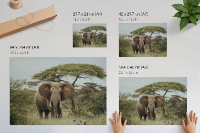 Affiche décorative Un éléphant sur fond de savane verdoyante