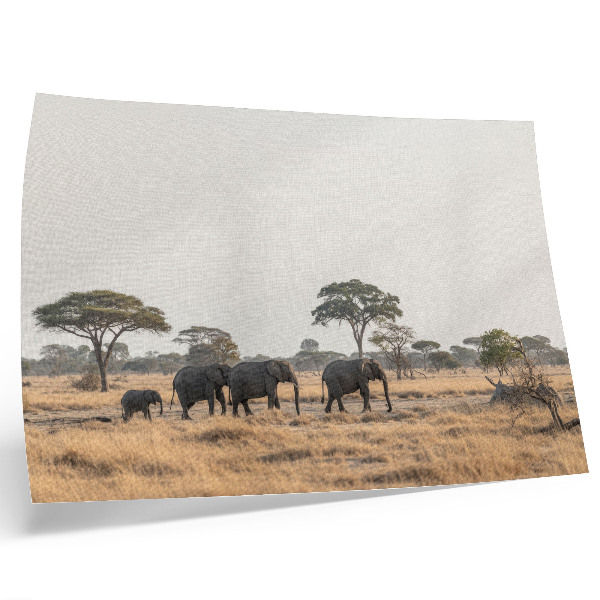 Affiche décorative Des éléphants dans la savane africaine, parmi les arbres