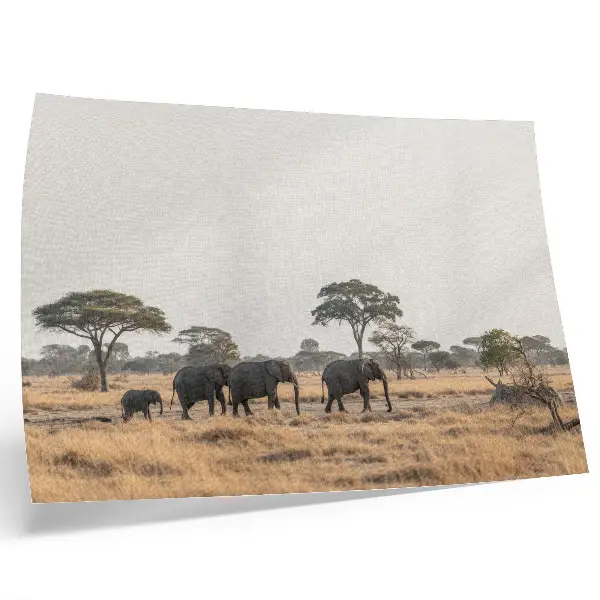 Affiche décorative représentant des éléphants dans la savane africaine parmi les arbres