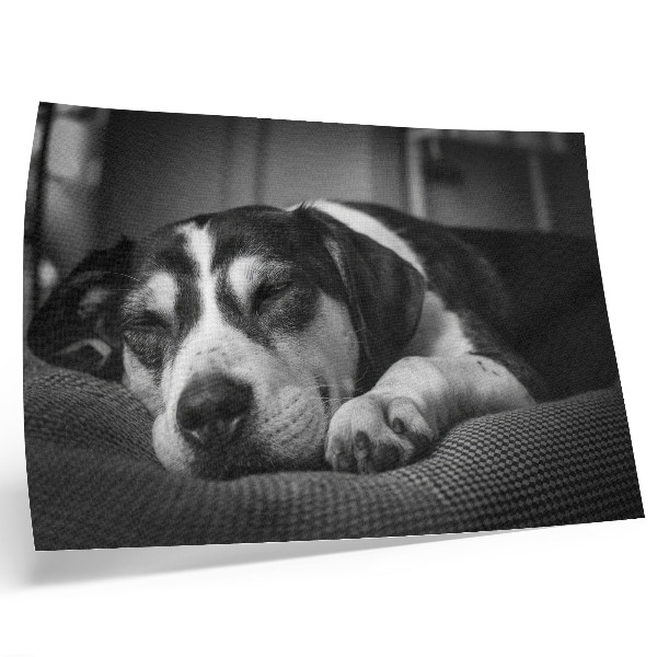 Affiche Un adorable chien dort sur un oreiller