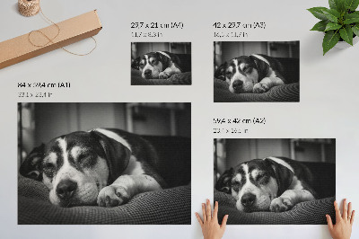 Affiche Un adorable chien dort sur un oreiller
