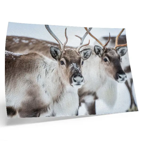Affiche décorative renne aux bois naturels dans un paysage hivernal