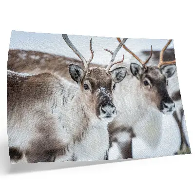 Affiche décorative renne aux bois naturels dans un paysage hivernal