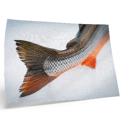 Affiche et poster Échelles naturelles et couleurs dynamiques en gros plan