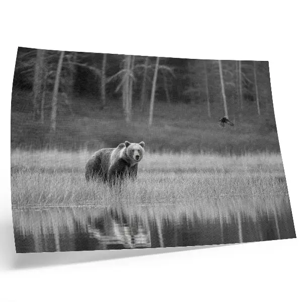 Affiche décorative ours au bord de l'eau dans une atmosphère noir et blanc