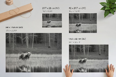 Affiche décorative Ours au bord de l'eau, atmosphère en noir et blanc