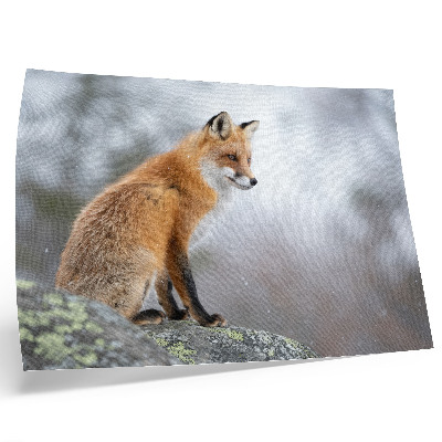 Affiche Renard dans un paysage hivernal, douce paix de la nature