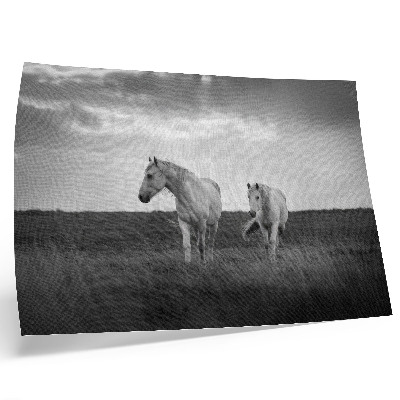 Affiche et poster Des chevaux blancs se détachant sur une prairie aux nuances de gris