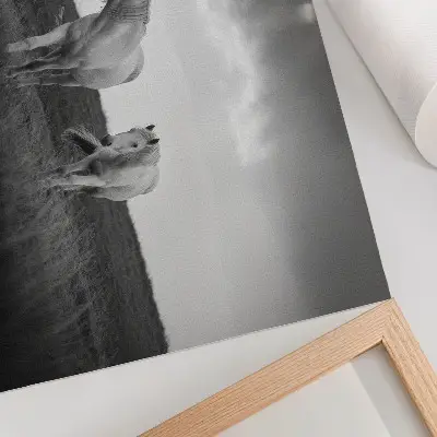 Affiche et poster représentant des chevaux blancs sur une prairie aux nuances de gris