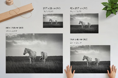 Affiche et poster Des chevaux blancs se détachant sur une prairie aux nuances de gris