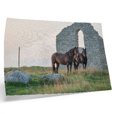 Affiche Le contraste entre les ruines et les chevaux dans la verdure
