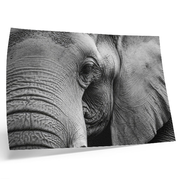 Affiche décorative éléphant monochrome, détails minimalistes, élégance