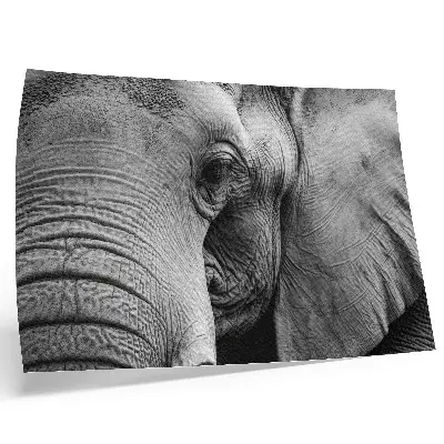 Affiche décorative éléphant monochrome aux détails minimalistes et élégants