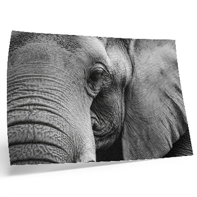 Affiche décorative éléphant monochrome, détails minimalistes, élégance