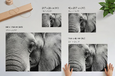 Affiche décorative éléphant monochrome, détails minimalistes, élégance