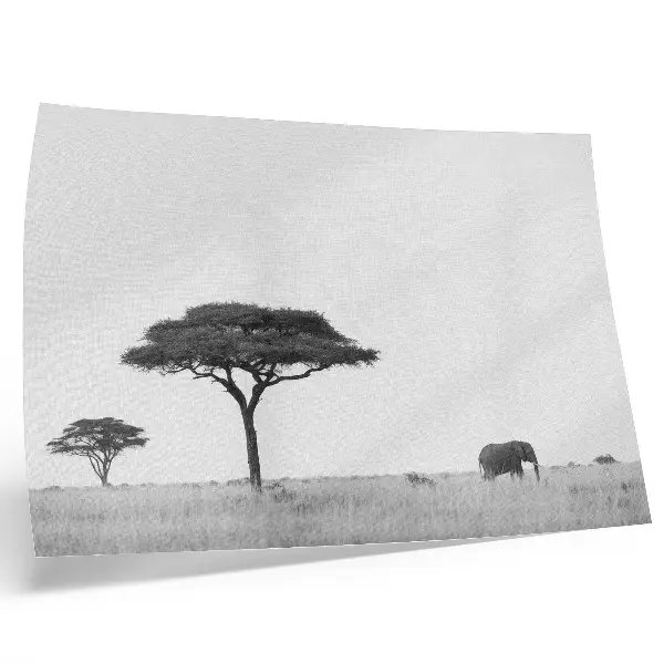 Affiche et poster éléphants et acacias dans la savane aux tons subtils