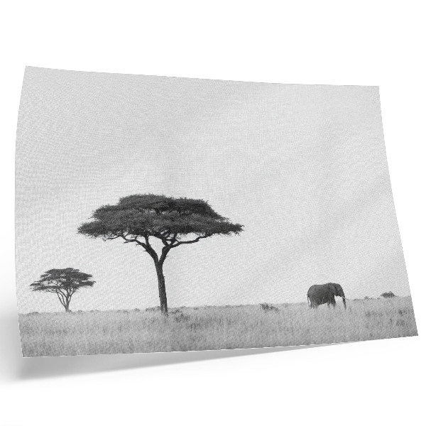 Affiche et poster Éléphants et acacias dans la savane, dans une gamme subtile