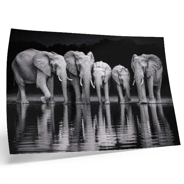 Affiche décorative éléphants au bord de l'eau dans une harmonie paisible avec reflets