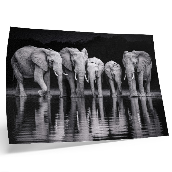 Affiche décorative Éléphants au bord de l'eau, harmonie paisible et reflet