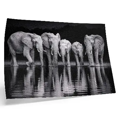 Affiche décorative éléphants au bord de l'eau dans une harmonie paisible avec reflets